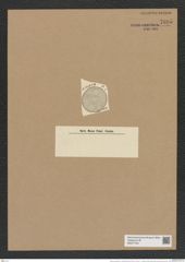 Auliscus punctatus var. striolatus Rattr (de-Toni-Nr.: Genus 171, Species 4326) Zeichnungen Sammlung Grunow Nr. 7895 (NHMW-BOT-W0377163)